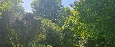 A sunlit garden path curves through dense green foliage and trees.